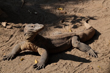 galapagos land iguana