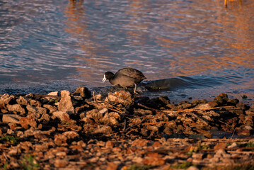Scenic view of Eurasian Coot - Fulica atra foraging by the water edge at dusk, Lake Colac, Victoria, Australia