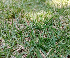 a patch of grass with some parts starting to dry out and turn brown.