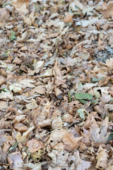 autumn leaves background close up park