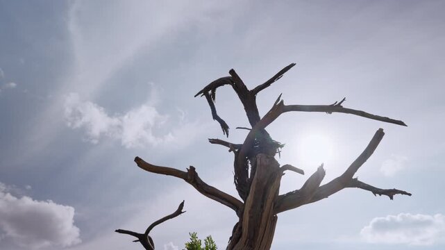 Low wide angle gimbal parallax of a dead tree in dry savannah grassland under hot midday sun in Kenya