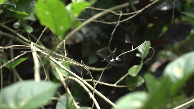 Onam Collections | Thumba poo | Butterflys | Leucas aspera
