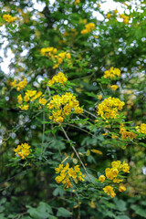 The blooming double-pod Cassia flower plant
