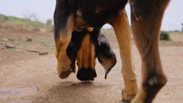 Close-up steadicam tracking of a Bloodhound Dog (Canis lupus familiaris) head and paws walking on brown soil at midday in Kenya