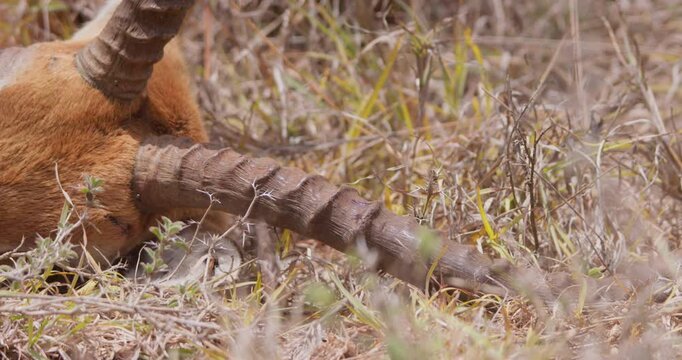 Close up of forehead and horn of dead antelope in dry grass on hot sunny day in Savannah grassland in Kenya