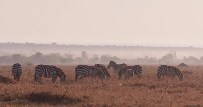 Wide of group of adult and baby Grevy's Zebra (Equus grevyi) grazing during misty sunrise with golden light in dry Savanna in Kenya
