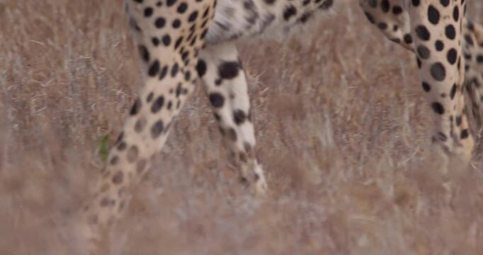 Close up of Cheetah (Acinonyx jubatus) bent head and legs walking through dry grass in sunny morning in savannah grassland in Kenya