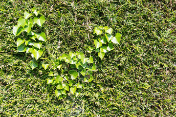 green moss and ivy on the wall