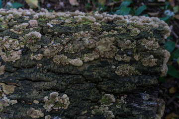 Fungus on tree trunk