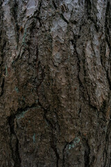 tree bark texture