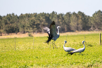 Blue crane birds (Anthropoides paradiseus or Grus paradisea) display courtship ritual or mating...