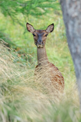 Frontal view of a female summer red deer emerging from tall grass against a forest backdrop, photo taken in the Alps, Italy. Species: Cervus elaphus. Concept of elegance.