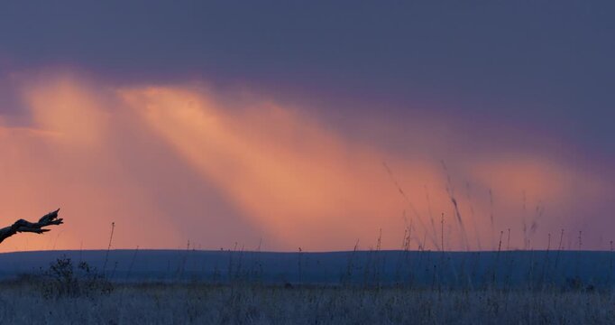 Wide right to left of Savannah grassland with dead tree and blue rolling hills in the background during cloudy golden sunset in Kenya