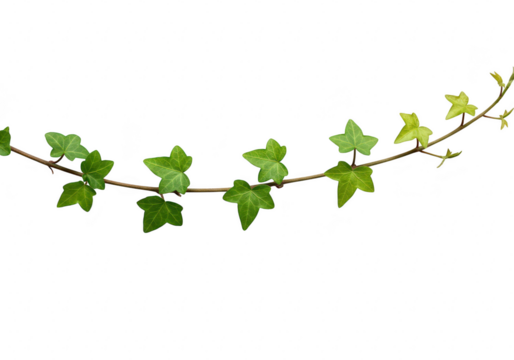 Green ivy vine with leaves isolated on transparent background