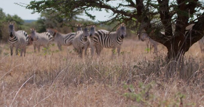 Very wide of herd of plains zebra (Equus burchelli) feeding behind tree in grassy savannah in afternoon in Kenya