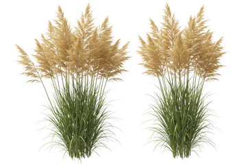 Two tall pampas grass plants isolated on transparent background