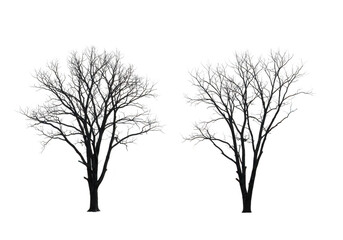 Two bare trees in winter isolated on transparent background