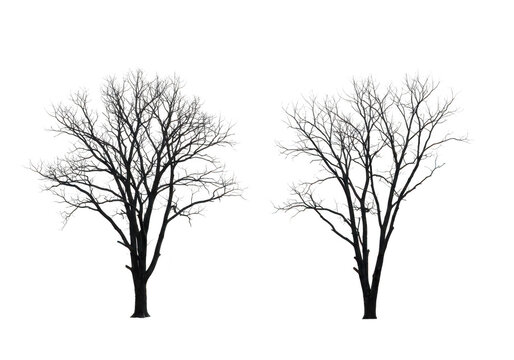 Two bare trees in winter isolated on transparent background - Powered by Adobe