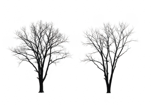 Two bare trees in winter isolated on transparent background