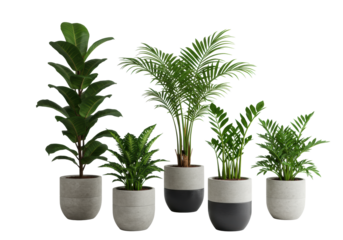 Five diverse healthy indoor plants (Fiddle Leaf Fig, Areca Palm, Snake Plant, ZZ, Pothos) in modern neutral pots on transparent, soft studio light, concept of sustainable decor and wellness