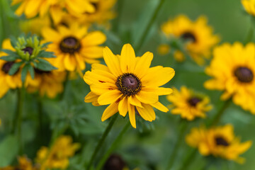 Black-eyed Susan flowers Rudbeckia hirta. Bright yellow Black-eyed Susan flowers bloom under daylight, their dark centers contrasting with vivid petals. A vibrant summer garden scene.
