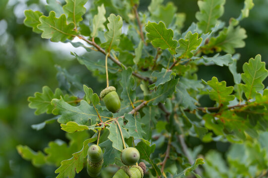 Oak tree with acorns Quercus robur. Green acorns grow on the branches of an oak tree, surrounded by fresh green lobed leaves. A sign of late summer to early autumn.