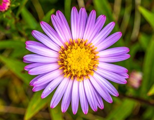 Obraz premium Close-up of a vibrant purple flower (1)