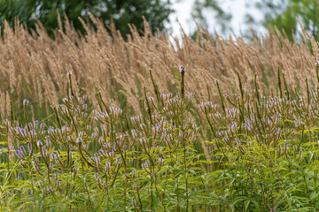 Purpletop vervain with grass Verbena bonariensis. Tall purpletop vervain blooms sway in front of golden grass in a summer meadow. The scene is airy and serene.