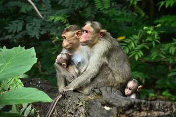 Close-Up of a Monkey Family The Bond of Nature
