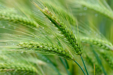 Green hulless barley crops with dew in the field
