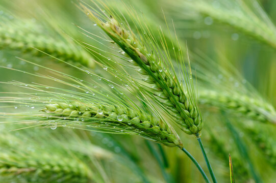 Green hulless barley crops with dew in the field