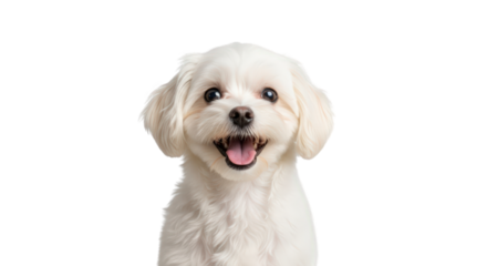 Adorable White Maltese Dog Smiling Happily puppy fluffy cute happy tongue out playful pet animal canine domestic companion portrait studio