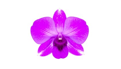 Fototapeta premium Close-up of a vibrant purple orchid