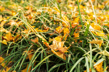 The yellow Acer truncatum leaves that have fallen on the terraced grass lawn