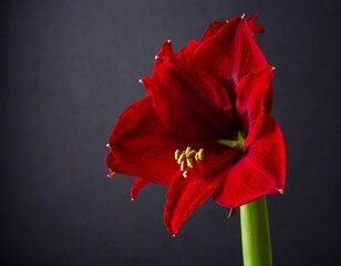 Fototapeta premium Close-up of a vibrant red flower