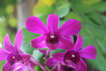 Beautiful Purple Dendrobium Orchid Flowers in the Garden