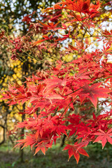 The leaves of the red plant, the purple maple, in the forest