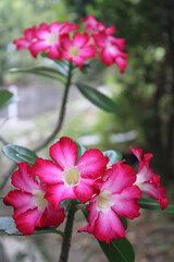 Vibrant Adenium Flowers in a Lush Tropical Garden