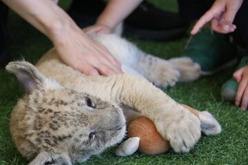 ライオン赤ちゃん大接近、美祢市、サファリランド、山口県、ライオン、触れ合い、体験