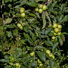 Cluster of Green Apples Growing on an Apple Tree Branch