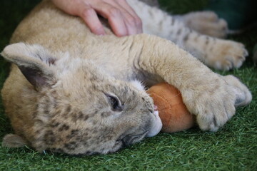 ライオン赤ちゃん大接近、美祢市、サファリランド、山口県、ライオン、触れ合い、体験
