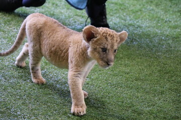 ライオン赤ちゃん大接近、美祢市、サファリランド、山口県、ライオン、触れ合い、体験