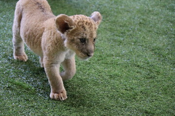 ライオン赤ちゃん大接近、美祢市、サファリランド、山口県、ライオン、触れ合い、体験