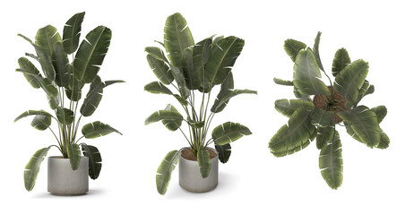 3d render Plant pot in different angles isolated on white background . different angle