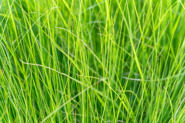 Close-up of green grass blades. Fresh green grass blades form a dense and vibrant pattern. Sunlight highlights the natural textures.