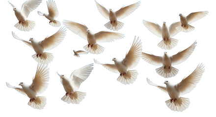 Fototapeta premium Flock of White Doves in Flight dove pigeon bird flying wings spread freedom peace symbol nature animal avian creature soaring