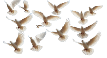 Flock of White Doves in Flight dove pigeon bird flying wings spread freedom peace symbol nature animal avian creature soaring