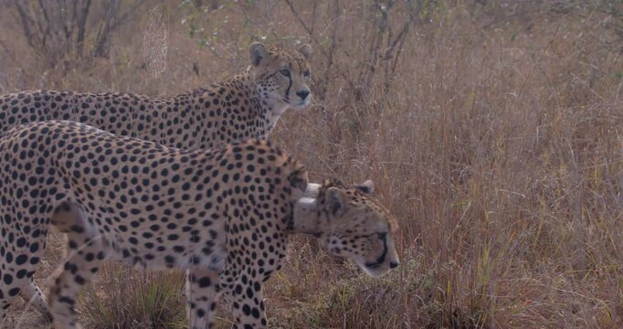 Wide of two Cheetahs (Acinonyx jubatus) limping and walking through dry grass in golden sunny morning in savannah grassland in Kenya