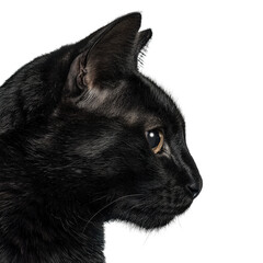 Obraz premium Black cat profile isolated on transparent background