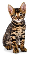 Naklejka premium Adorable Bengal kitten portrait
